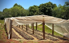 Misiones: Inauguraron en el Municipio de Alba Posse un invernadero con riego automatizado destinado a fortalecer la producción hortícola local