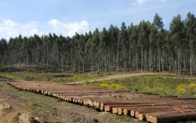 Las exportaciones de pino cayeron un 37% interanual