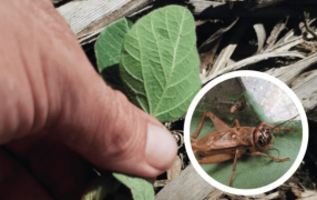 Plagas: El “grillo común” hace ruido en la soja del norte de Córdoba