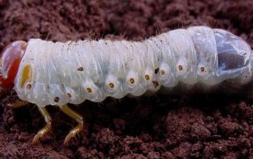 El gusano blanco, una amenaza que empieza a asomar, recomendaciones para enfrentarla