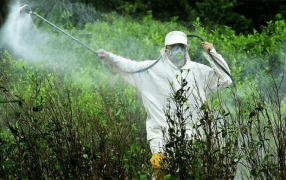 La Sociedad Rural Argentina irá a la Justicia por la prohibición al Glifosato en Misiones