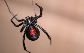 Tras el “7 de oro”, otra plaga que genera temor: alertan por la expansión de la “viuda negra”