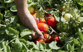 Yara se une a Expo Innova Cuyo: Llevando sus propuestas nutricionales para cultivos frutihortícolas