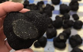 Qué son y cómo se cultivan las trufas negras, un producto de exportación que se cosecha con perros