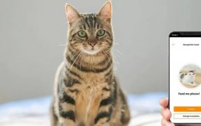 Mascotas: Furor por la app que te permitirá hablar con tu gato