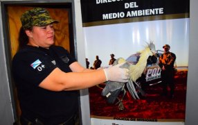 Misiones: Rescataron a una garza silbadora que tenía el ala rota, dos caotíes, tres crías de yacaré y un chajá