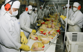 Gripe aviar: Las exportaciones avícolas se reactivarían completamente en 15 días