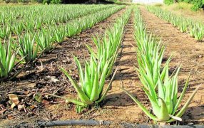 Misiones: Por sus virtudes terapéuticas, incentivan el cultivo de aloe vera