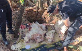 San José: Tras un nuevo allanamiento se secuestró más carne vacuna, estaba en un aljibe que habían faenado un toro de raza brangus en un lote del Municipio