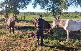 Misiones: Tres caballos robados fueron vendidos por internet y la Policía los recuperó