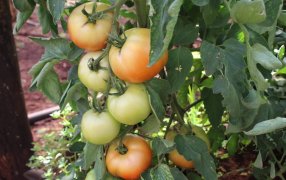 Misiones: Fortalecen la producción hortícola y las Buenas Prácticas Agrícolas