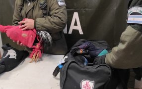 Gendarmería Nacional secuestró aves que eran transportadas dentro de un bolso, por sus características se tratarían de gallos de riña
