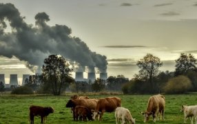 La vaca no debe ni puede ser un “chivo expiatorio”