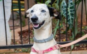 Posadas: El Instituto Municipal de Sanidad Animal fortalece su compromiso con la sanidad animal