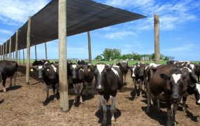 Pronostican una caída de la producción mundial de leche: Argentina, uno de los países más afectados