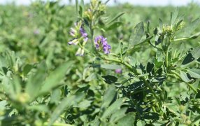 Estudian un nuevo insumo para inocular alfalfas y mejorar su productividad