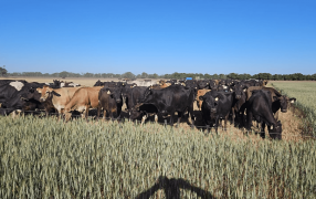 La sequía “eterna” enciende todas las alarmas: Afirman que ya está haciendo “estragos” en el trigo