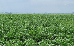 La fertilización foliar como herramienta para mitigar el estrés de las plantas