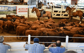 La hacienda ya subió otro escalón y anticipan una “escalada de precios” en las carnicerías