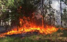 El fuego afecta al Iberá y desde Diciembre ya se quemaron más de 30 mil hectáreas en Corrientes