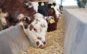 “Un mazazo”: Llueven las críticas del agro a las últimas medidas de Massa