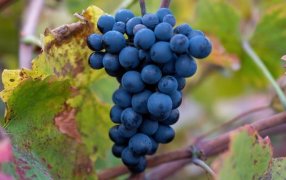 La “revolución verde” de la uva: Crece el consumo de vinos orgánicos
