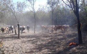 La ganadería, en terapia intensiva en Corrientes: Estiman pérdidas por 28.000 millones de pesos