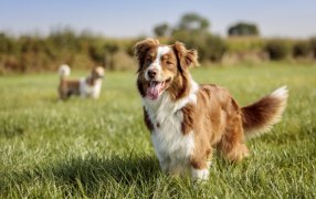 Noviembre, mes de la Mascota Diabética: ¿Sabías que tu mascota también puede tener diabetes?
