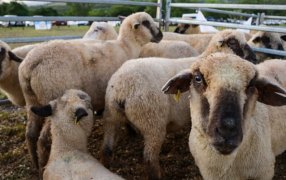 Misiones: Se realizó el primer remate nocturno 2023 de animales menores, además el Gobierno Provincial entregó créditos para compra de reproductores, fue en el Municipio de San José