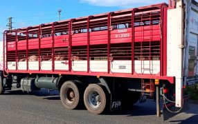 Recomendaciones sobre bioseguridad en el traslado de cerdos