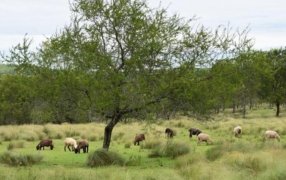 El tiempo en Misiones para los días; lunes, martes y miércoles: Continúan las condiciones buenas y vientos leves del sureste que contribuirán para que las temperaturas máximas se mantengan en valores normales para la época