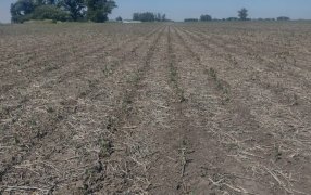 Un Municipio bonaerense eximirá del pago de tributos al campo por el impacto de la sequía severa