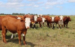 En ganadería, la sequía generó pérdidas por 3.000 millones de dólares y aún continúa