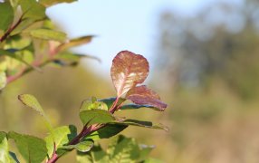 Científicos contarán por qué el Mate hace bien, lo harán en el marco de la Feria MATEAR