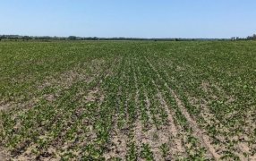 La soja sigue descontando toneladas y la pérdida económica ya alcanza a 5.000 millones de dólares