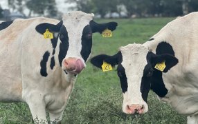 El estrés por calor en preparto incrementa respuestas inflamatorias en sangre en el posparto en vacas lecheras