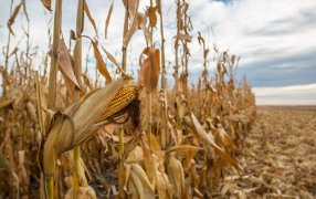 En maíz, se esperan los peores rindes de los últimos 15 años