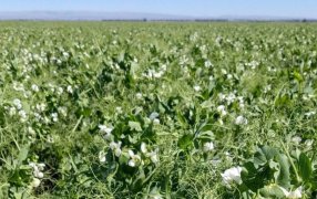 La arveja tiene luz verde para pelear un lugar en la rotación invernal