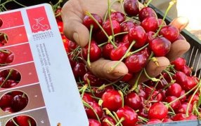 Mendoza comenzó la cosecha temprana de cereza y “primerea” en el mercado mundial