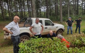 Oportunidades internacionales para el té misionero