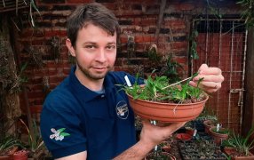 Ciudades con orquídeas: Plantarán especies nativas en la ciudad misionera de Leandro N. Alem