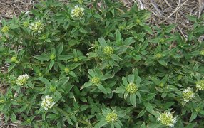 La maleza que está desafiando la tolerancia a los herbicidas en la zona centro y norte del país