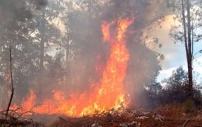 Misiones: Advierten que la Provincia “Aplicará Todo el Peso de la Ley” a los responsables de provocar incendios