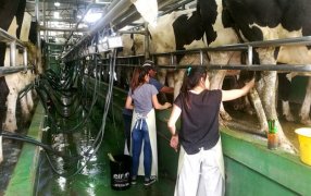 Los tambos argentinos cerraron otro año con el precio de la leche más bajo a nivel mundial