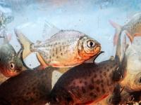 En la provincia Misiones 