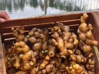 Biofábrica Misiones impul