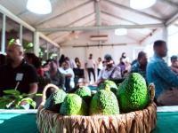 Palta: Más de cuarenta pr