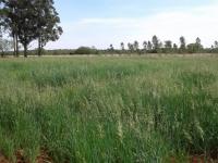 Avena Strigosa: Pautas de