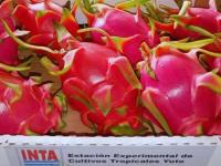 Qué es la Pitahaya: La “F
