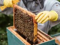 Con diferenciación y valo